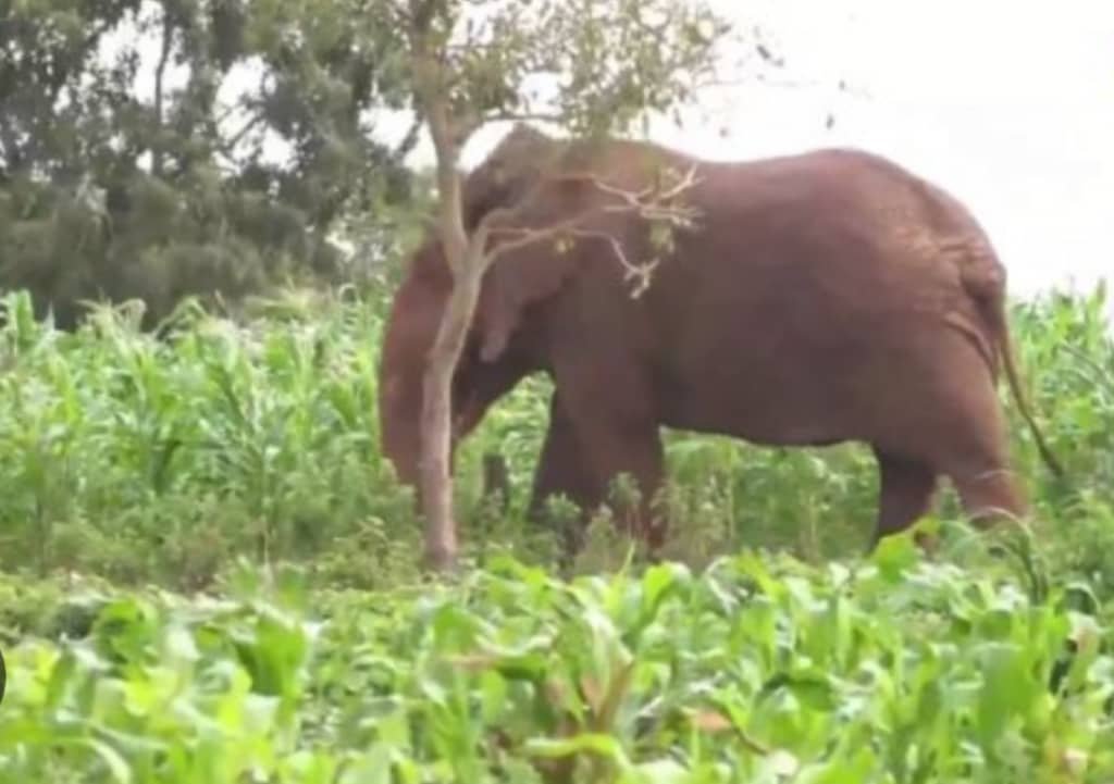 Rutshuru : des animaux sauvages détruisent les produits champêtres, à Ruvumu