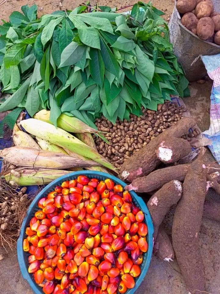 Irumu : L'économie locale asphyxiée par l'insécurité dans le territoire de Mambasa