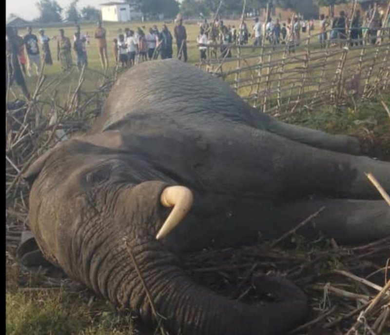 Nord-Kivu : un éléphant du Parc de Virunga abattu à Nyakakoma, le M23 accusé