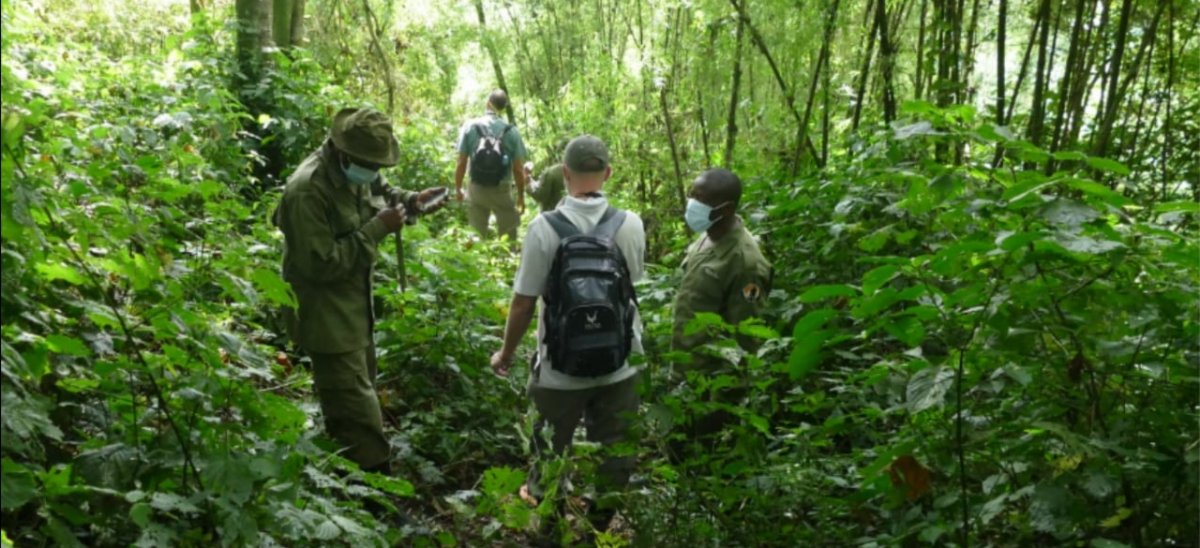 Nord-kivu : deux écogardes perdent la vie dans une attaque au Parc national des Virunga, l'ICCN condamne