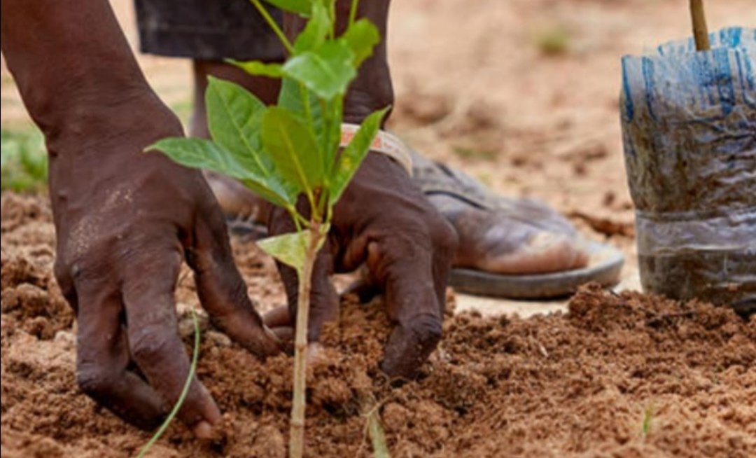 Sud-kivu : un appel au reboisement et à la gestion responsable des déchets dans la lutte contre le changement climatique
