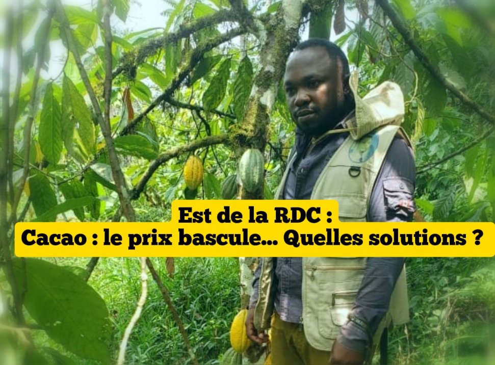 Cacao dans l’Est de la RDC : le prix bascule… Quelles solutions ?